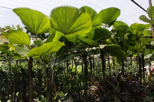 Vanuatu Fan Palm