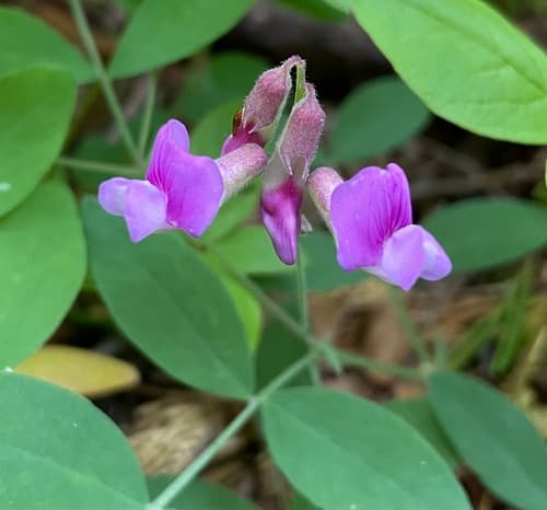Sierra Nevada Peavine Bonsai