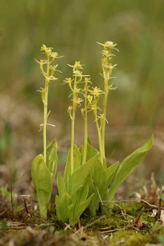 Fen Orchid