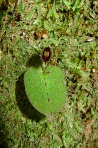 New Zealand Spider Orchid