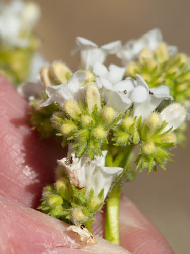 Narrow-leaved Yerba Santa