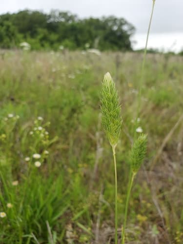 Carolina canarygrass