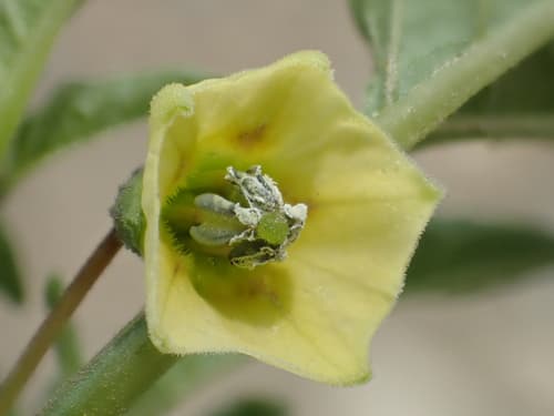 Cutleaf Groundcherry Bonsai (Hypothetical)