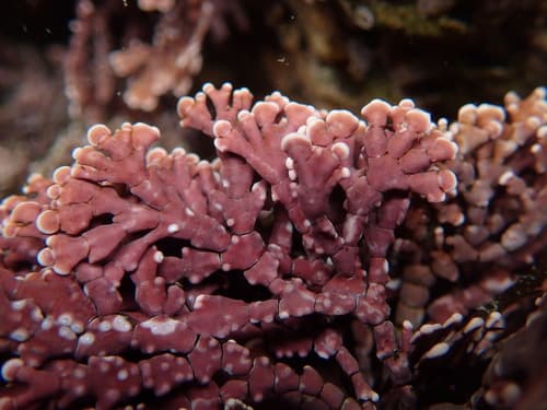 Calliarthron tuberculosum Bonsai