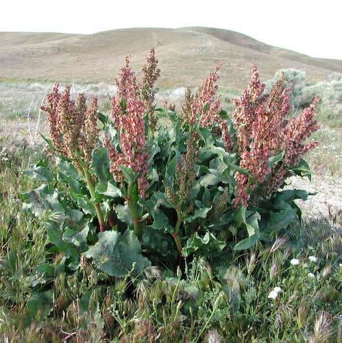 Canaigre Dock Bonsai