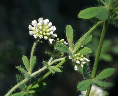Lotus herbaceus Bonsai