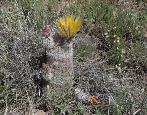 Texas Rainbow Cactus