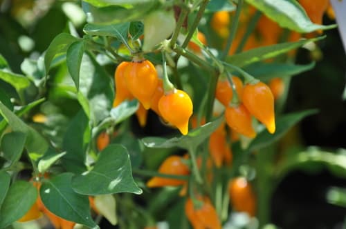 Aji Pepper Plant