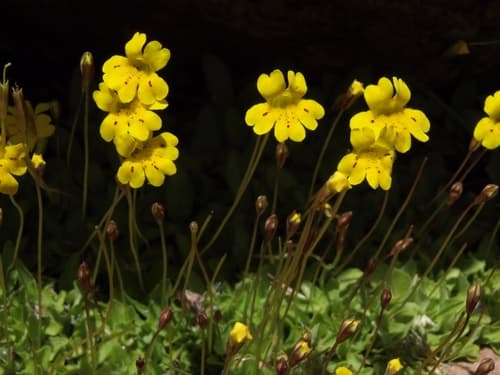primrose monkeyflower