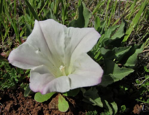 Coast Range false bindweed