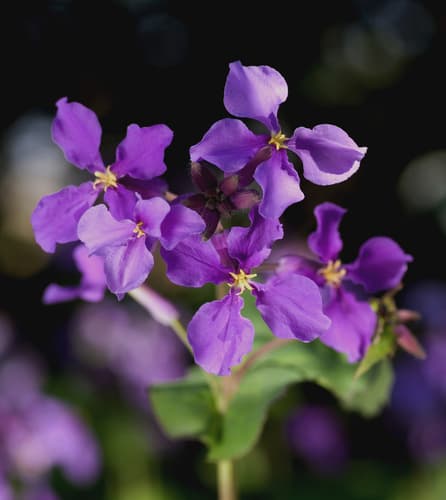 Chinese Violet Cress Bonsai