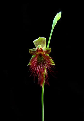 Red Beard Orchid Bonsai