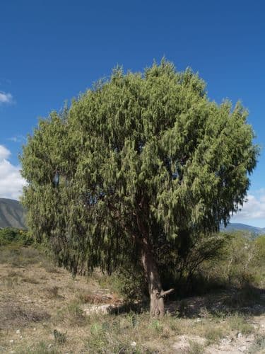 Weeping Juniper Bonsai