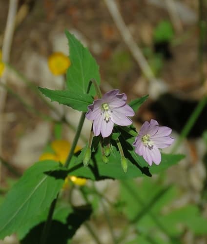 Broad-leaved Willowherb Bonsai