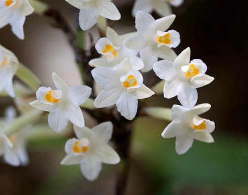 Easter Orchid