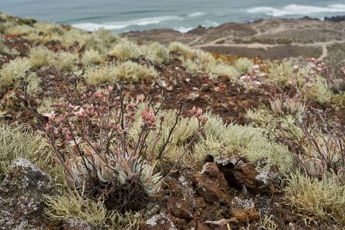 Tapertip Liveforever