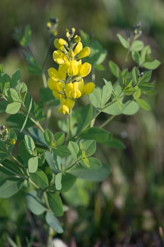 Yellow Wild Indigo