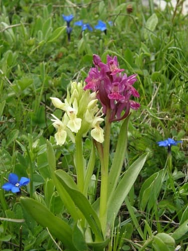 Elder-flowered Orchid
