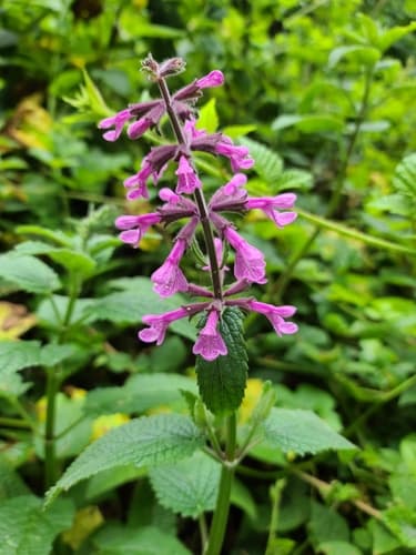 Coastal Hedge-nettle