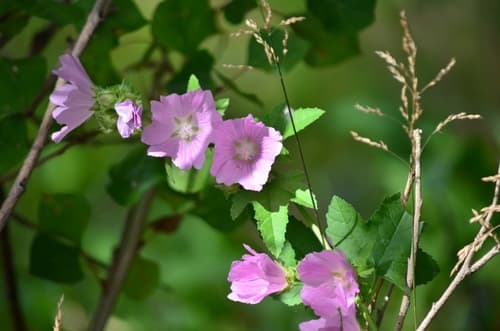 Eastern Tree-mallow
