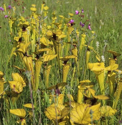 Yellow Pitcher Plant
