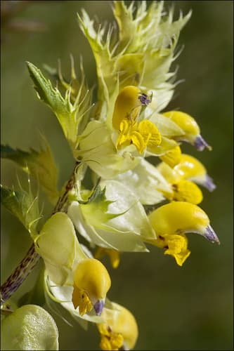 Styled Juniper Bonsai