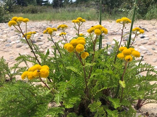 Dune Tansy