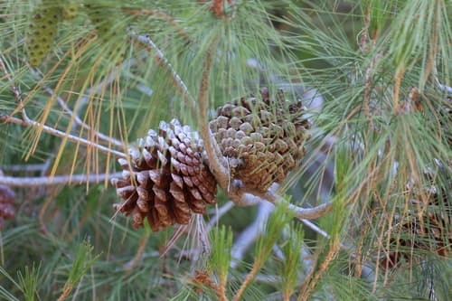 Canary Island Pine Bonsai