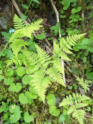 Limestone Oak Fern