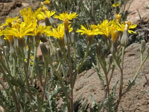 Western Hawksbeard
