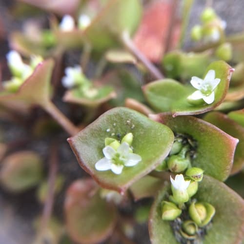 Redstem Springbeauty