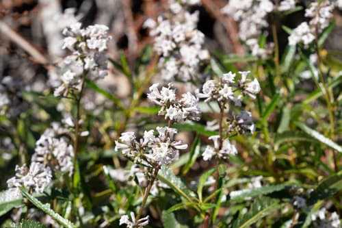 California Yerba Santa