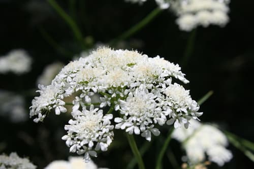 Corky-fruited Water-dropwort