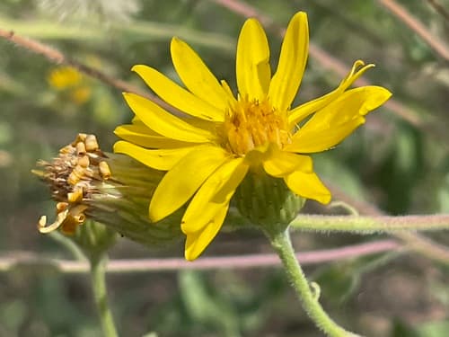 Harsh False Goldenaster