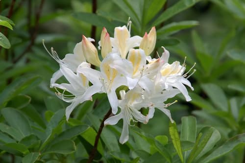 Western Azalea