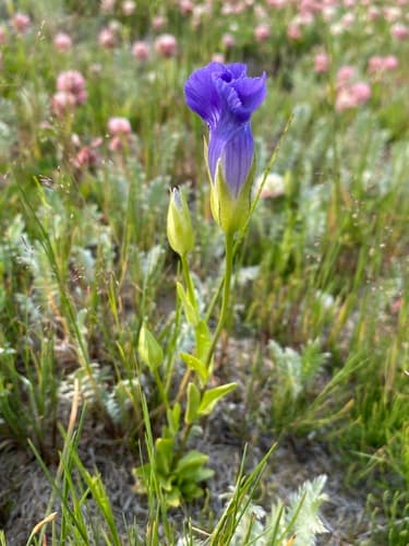 Rocky Mountain Fringed Gentian Bonsai
