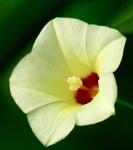 Narrow-leaved Merremia Flower
