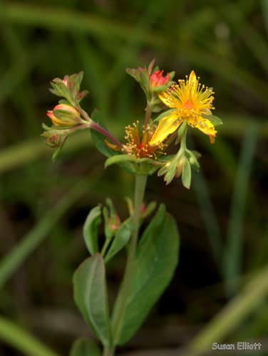 pale St. John's-wort