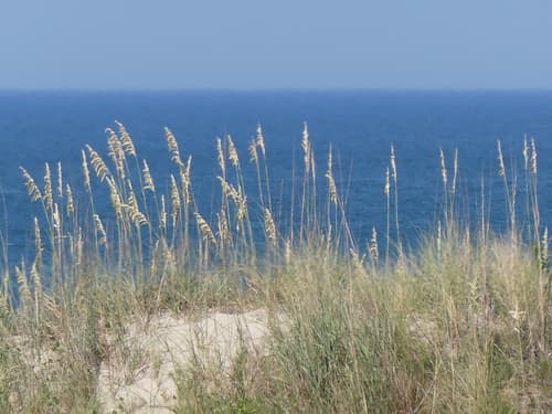 Sea Oats