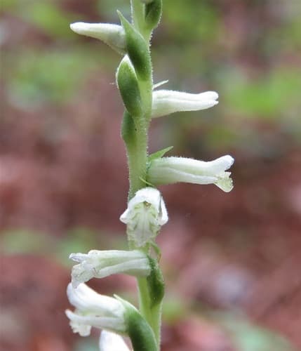 Grass-leaved Ladies' Tresses
