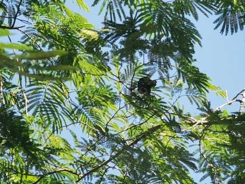 Elephant Ear Tree Bonsai