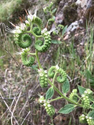 Mountain Phacelia