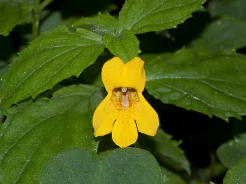 Coastal Monkeyflower