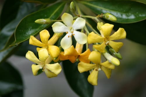 Australian Frangipani