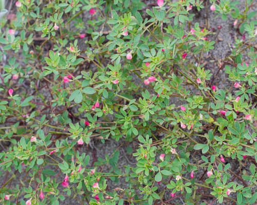 Short-flower Deervetch