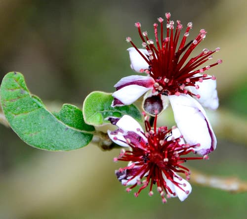 Feijoa Bonsai