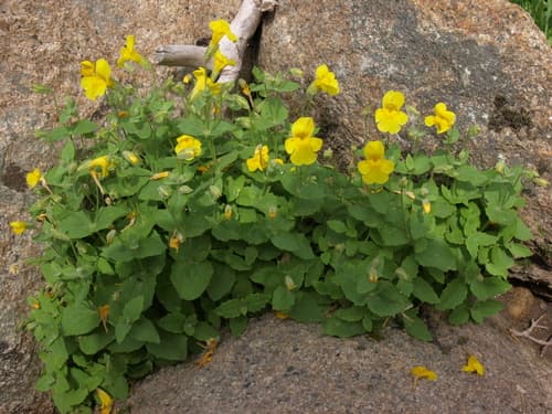 Tiling's Monkeyflower