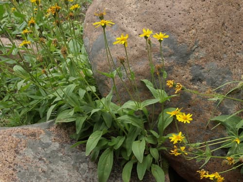 Hairy Arnica Bonsai