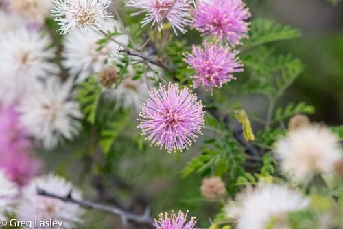 Pink Mimosa Bonsai