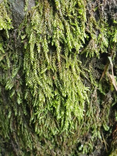 Platyhypnidium Moss